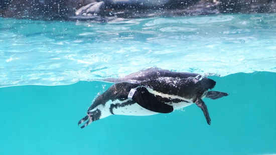 小樽水族館のペンギン
