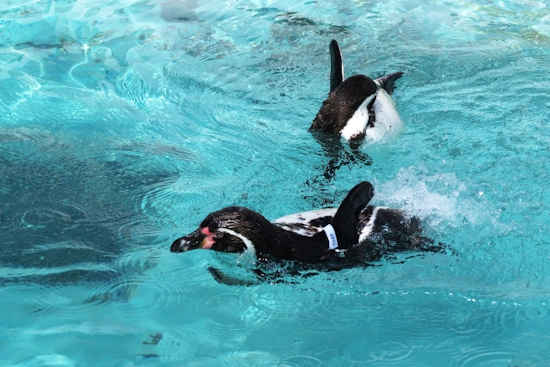 おたる水族館のペンギン